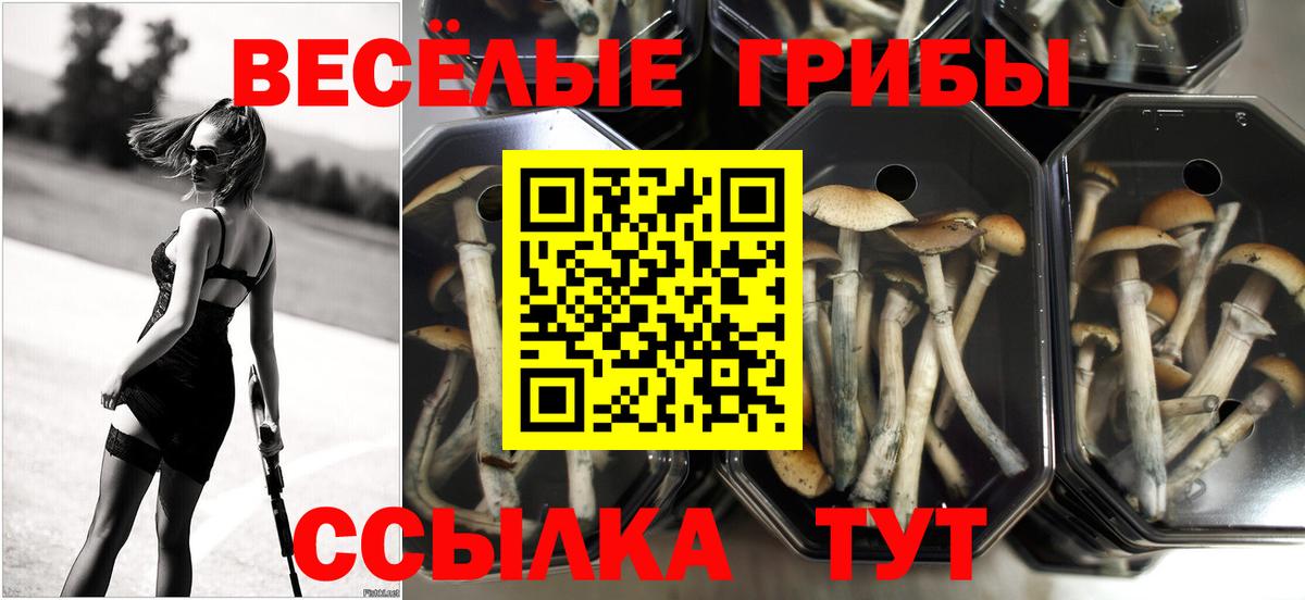 Дюртюли  Псилоцибиновые грибы мухоморы  Вход с VPN 